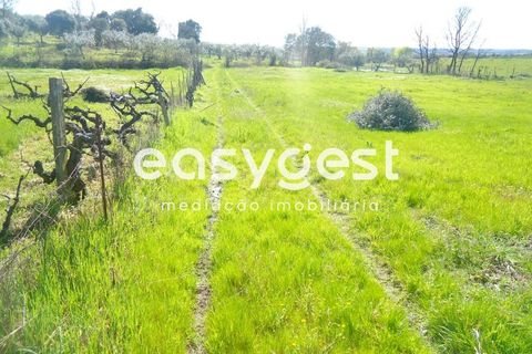 Helårsgrund i Fundao, Castelo Branco, Fundao - € 69.000 | Ref: CB81779MA - foto 39