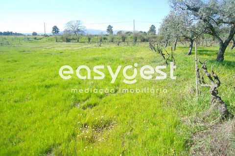 Helårsgrund i Fundao, Castelo Branco, Fundao - € 69.000 | Ref: CB81779MA - foto 40