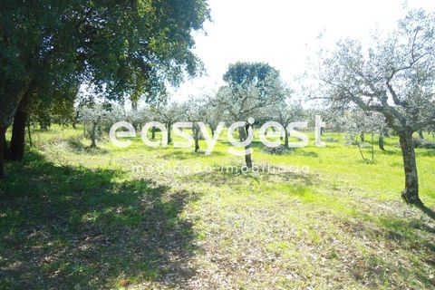 Helårsgrund i Fundao, Castelo Branco, Fundao - € 69.000 | Ref: CB81779MA - foto 41