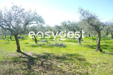 Helårsgrund i Fundao, Castelo Branco, Fundao - € 69.000 | Ref: CB81779MA - foto 42