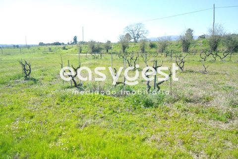 Helårsgrund i Fundao, Castelo Branco, Fundao - € 69.000 | Ref: CB81779MA - foto 46