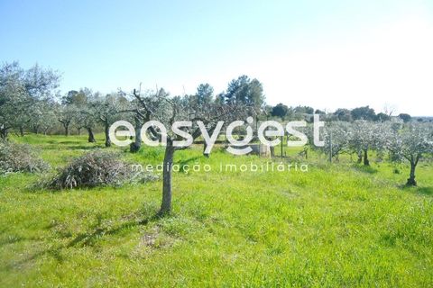 Helårsgrund i Fundao, Castelo Branco, Fundao - € 69.000 | Ref: CB81779MA - foto 49