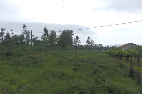 Terra a Cambeses, Viana do Castelo, Cambeses - € 75.000 | Ref: MNC0866T - foto 4