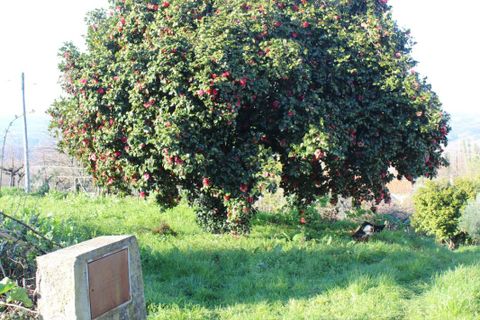 Helårsgrund i Arganil, Coimbra, Arganil - € 35.690 | Ref: 415 - foto 21