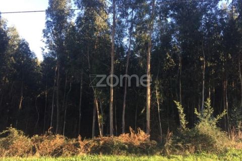 Tomt i Aguiar de Sousa, Porto, Aguiar de Sousa - € 74 000 | Ref: ZMPT537973 - foto 5
