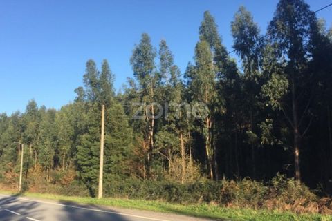 Tomt i Aguiar de Sousa, Porto, Aguiar de Sousa - € 74 000 | Ref: ZMPT537973 - foto 3