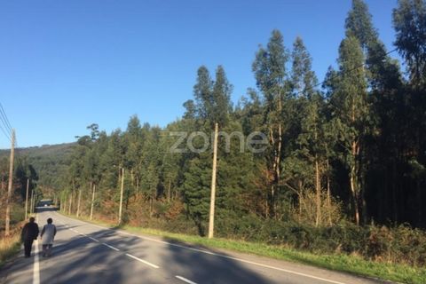 Tomt i Aguiar de Sousa, Porto, Aguiar de Sousa - € 74 000 | Ref: ZMPT537973 - foto 2