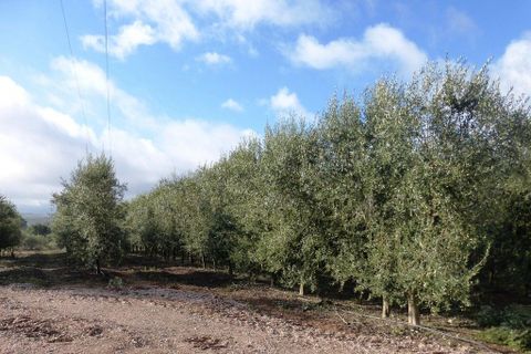 Farm i Valpacos, Vila Real, Valpacos - € 5.000.000 | Ref: 8438_Q - foto 1