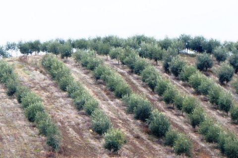 Farm i Valpacos, Vila Real, Valpacos - € 5.000.000 | Ref: 8438_Q - foto 2
