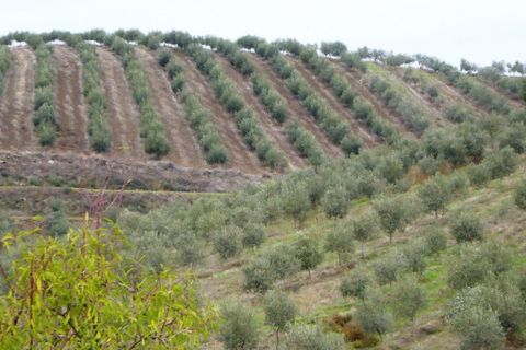 Farm i Valpacos, Vila Real, Valpacos - € 5.000.000 | Ref: 8438_Q - foto 4