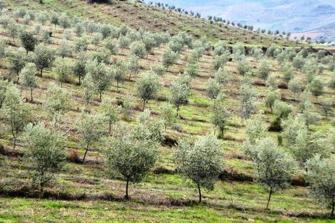 Farm i Valpacos, Vila Real, Valpacos - € 5.000.000 | Ref: 8438_Q - foto 5