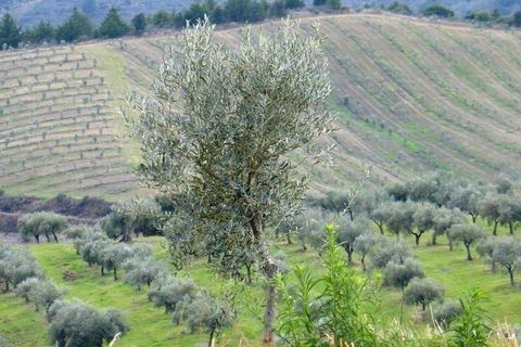 Farm i Valpacos, Vila Real, Valpacos - € 5.000.000 | Ref: 8438_Q - foto 6