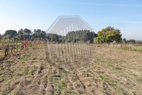 Helårsgrund i Agueda, Aveiro, Agueda - € 50.000 | Ref: 11369 - foto 2
