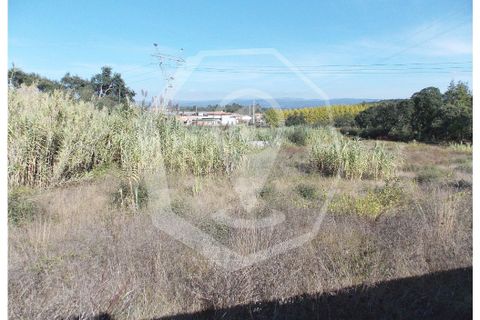 Helårsgrund i Oliveira do Bairro, Aveiro, Oliveira do Bairro - € 300.000 | Ref: 33118 - foto 2