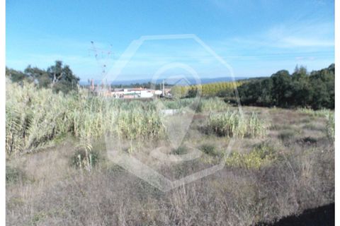 Helårsgrund i Oliveira do Bairro, Aveiro, Oliveira do Bairro - € 300.000 | Ref: 33118 - foto 5
