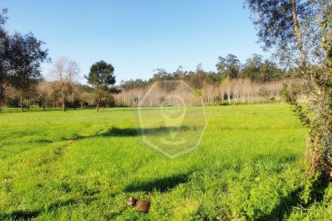 Helårsgrund i Agueda, Aveiro, Agueda - € 60.000 | Ref: 32014 - foto 6