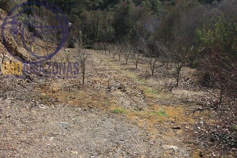 Villa i Monchique, Faro, Monchique - € 120.000 | Ref: 06-364 - foto 15