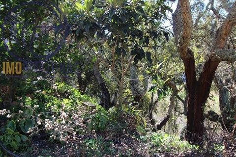 Villa i Monchique, Faro, Monchique - € 375.000 | Ref: 06-365 - foto 20