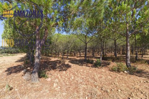 Landejendom i Lagoa, Faro, Lagoa - € 2.800.000 | Ref: 06-415 - foto 6