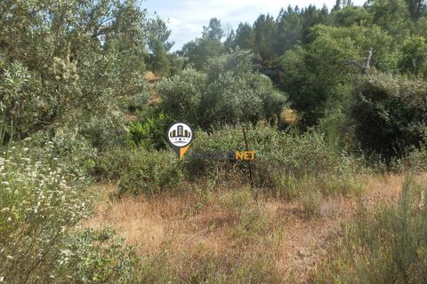 Helårsgrund i Castelo Branco, Castelo Branco, Castelo Branco - € 8.000 | Ref: 2055 - foto 3