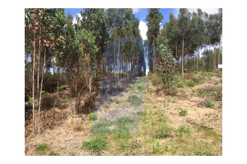 Helårsgrund i Oliveira do Bairro, Aveiro, Oliveira do Bairro - € 65.000 | Ref: TER_629 - foto 1
