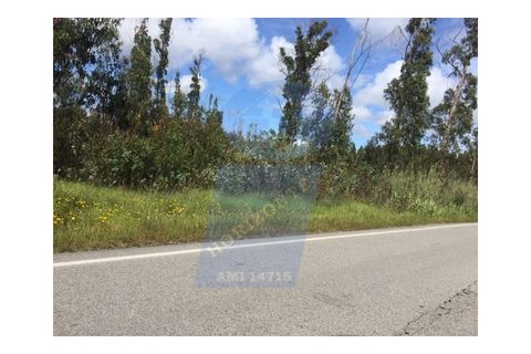 Helårsgrund i Oliveira do Bairro, Aveiro, Oliveira do Bairro - € 65.000 | Ref: TER_629 - foto 2