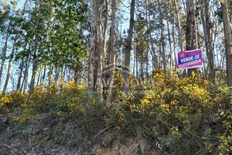 Helårsgrund i Cinfaes, Viseu, Cinfaes - € 24.000 | Ref: OD/01073 - foto 1