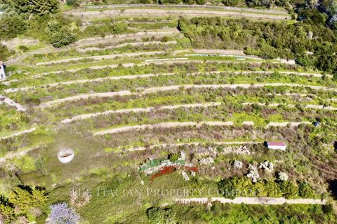 Terra a Cipressa, Imperia, Cipressa - € 360.000 | Ref: T174 - foto 3