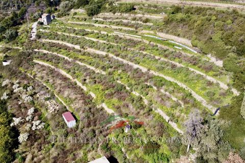 Terra a Cipressa, Imperia, Cipressa - € 360.000 | Ref: T174 - foto 4