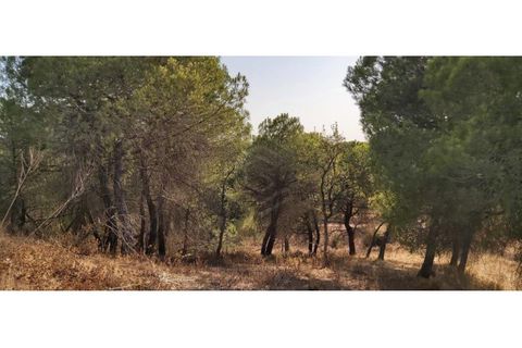 Helårsgrund i Paderne, Faro, Paderne - € 188.000 | Ref: 00/T/19066 - foto 14