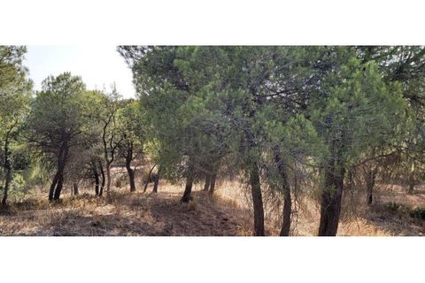 Helårsgrund i Paderne, Faro, Paderne - € 188.000 | Ref: 00/T/19066 - foto 15