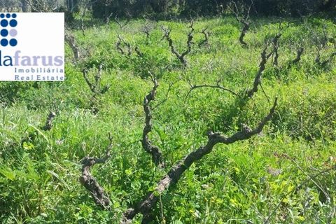 Helårsgrund i Olhao, Faro, Olhao - € 350.000 | Ref: TER801 - foto 2