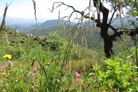 Cortijo i Colmenar, Malaga, Colmenar - € 285.000 | Ref: AX1072 - foto 35
