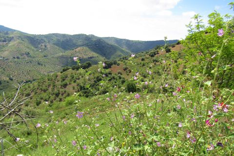 Cortijo i Colmenar, Malaga, Colmenar - € 285.000 | Ref: AX1072 - foto 11