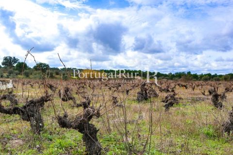 Landejendom i Cabecao, Evora, Cabecao - € 150.000 | Ref: 1964 - foto 7