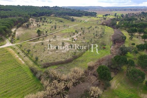 Landejendom i Cabecao, Evora, Cabecao - € 150.000 | Ref: 1964 - foto 15