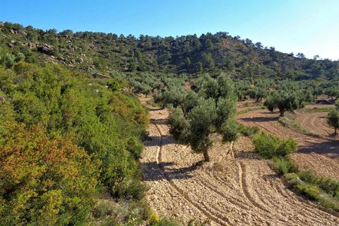 Finca i Maella, Zaragoza, Maella - € 24.000 | Ref: 0721 - foto 16