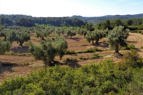 Finca i Maella, Zaragoza, Maella - € 24.000 | Ref: 0721 - foto 18