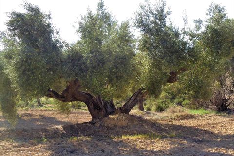 Finca i Maella, Zaragoza, Maella - € 24.000 | Ref: 0721 - foto 15