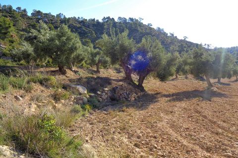 Finca i Maella, Zaragoza, Maella - € 24.000 | Ref: 0721 - foto 7