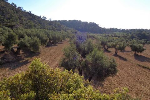Finca i Maella, Zaragoza, Maella - € 24.000 | Ref: 0721 - foto 8