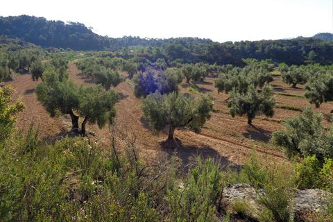 Finca i Maella, Zaragoza, Maella - € 24.000 | Ref: 0721 - foto 9