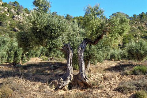 Finca i Maella, Zaragoza, Maella - € 24.000 | Ref: 0721 - foto 10