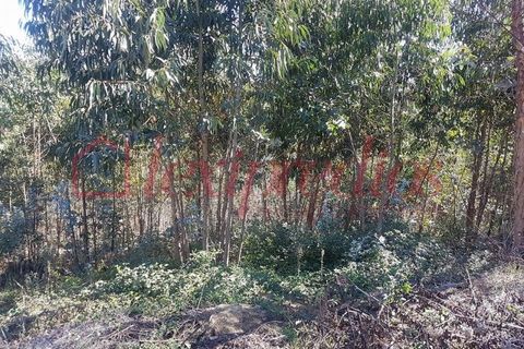 Grond in Agueda, Aveiro, Agueda - € 14.000 | Ref: AG 3066 - foto 5