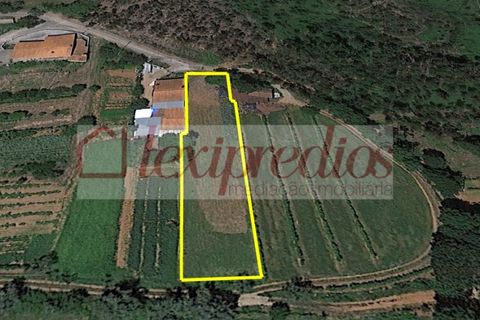 Helårsgrund i Macinhata do Vouga, Aveiro, Macinhata do Vouga - € 13.250 | Ref: AG 3402 - foto 2