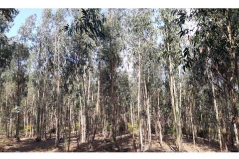 Helårsgrund i Agueda, Aveiro, Agueda - € 21.500 | Ref: TER_149 - foto 2