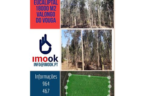 Helårsgrund i Agueda, Aveiro, Agueda - € 21.500 | Ref: TER_149 - foto 11