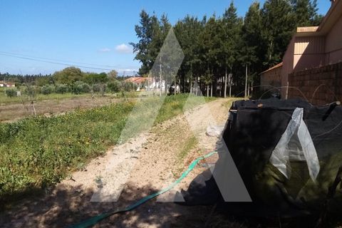 Helårsgrund i Anadia, Aveiro, Anadia - € 29.000 | Ref: 1030472/21BL - foto 2