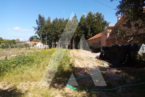 Helårsgrund i Anadia, Aveiro, Anadia - € 29.000 | Ref: 1030472/21BL - foto 4