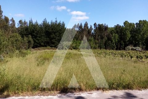 Helårsgrund i Anadia, Aveiro, Anadia - € 9.000 | Ref: 1030473/21BL - foto 2